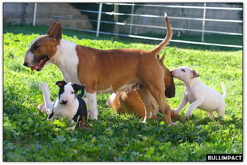 Bullimpact - Bull Terrier - Portée née le 27/09/2014