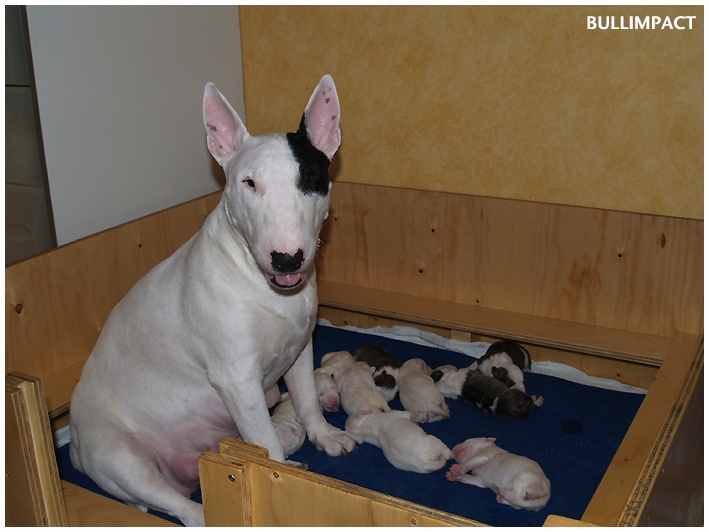 Bullimpact - Bull Terrier - Portée née le 16/01/2009