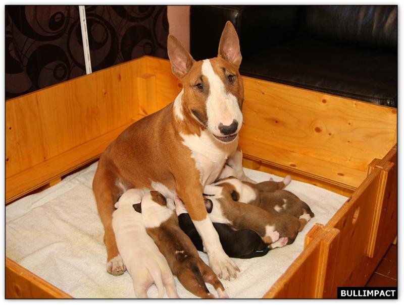 Bullimpact - Bull Terrier - Portée née le 04/02/2012