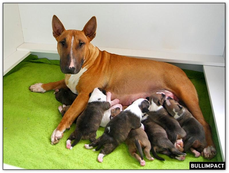 Bullimpact - Bull Terrier - Portée née le 19/11/2013