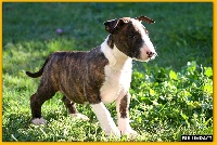 Bullimpact - Bull Terrier - Portée née le 13/08/2014