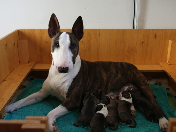 chiot Bull Terrier Bullimpact