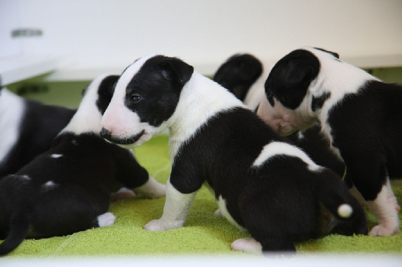 Bullimpact - Bull Terrier - Portée née le 13/07/2014