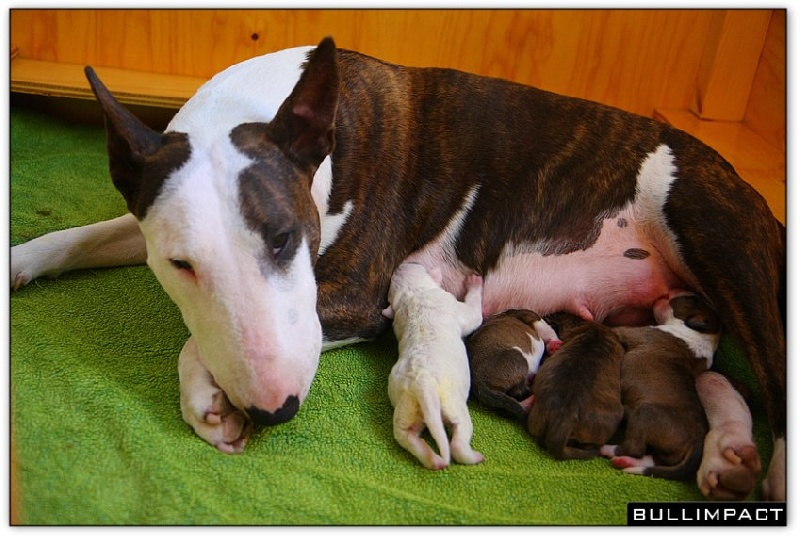 Bullimpact - Bull Terrier - Portée née le 19/11/2010