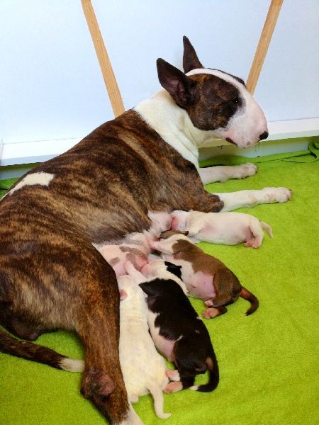 Bullimpact - Bull Terrier - Portée née le 07/06/2013